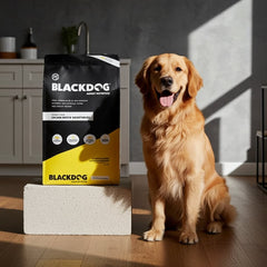 Collection image for: Dogs