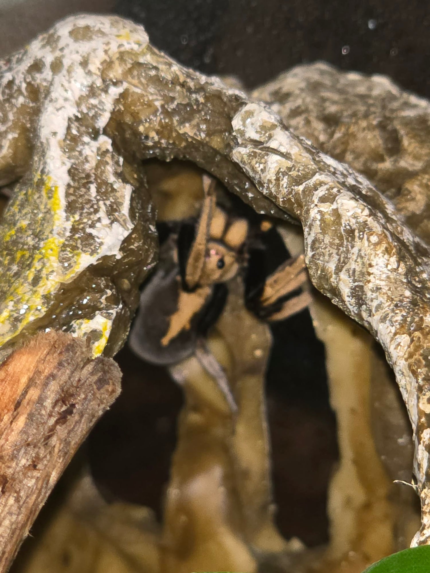 Reptile, Amphibian & Exotic Supplies