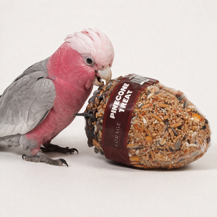 Small, medium, and large forage pinecones bird toys from Macaw & Friends Pet Supplies, featuring natural wood and woven textures.