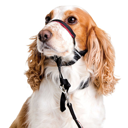 Dog wearing Company of Animals Halti Optifit headcollar, adjustable pet care collar for controlled walking and training.