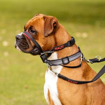 Macaw And Friends Halti Optifit headcollar on dog with training lead, showcasing adjustable fit and double attachment points.