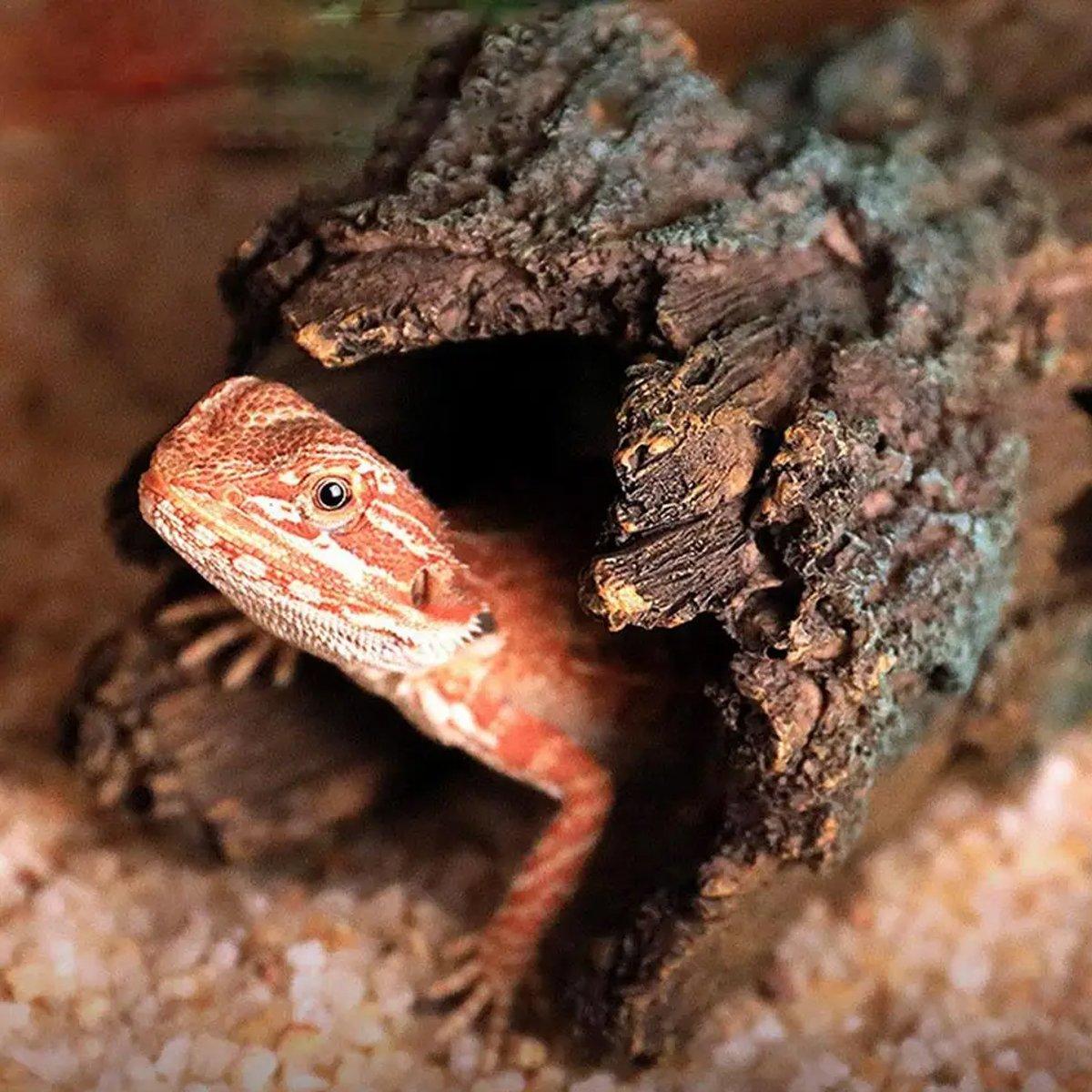 Tree Log Hide Ornament Trunk Tunnel Fish Reptile Tank Resin Aquarium Decoration - Small - Macaw And Friends