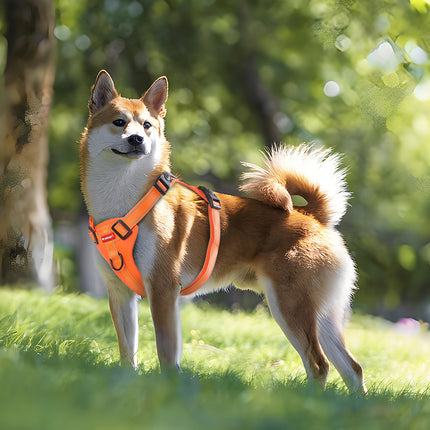 Reflective Macaw and Friends dog harness with leash, no-pull vest, adjustable size M, handle for walking and training.
